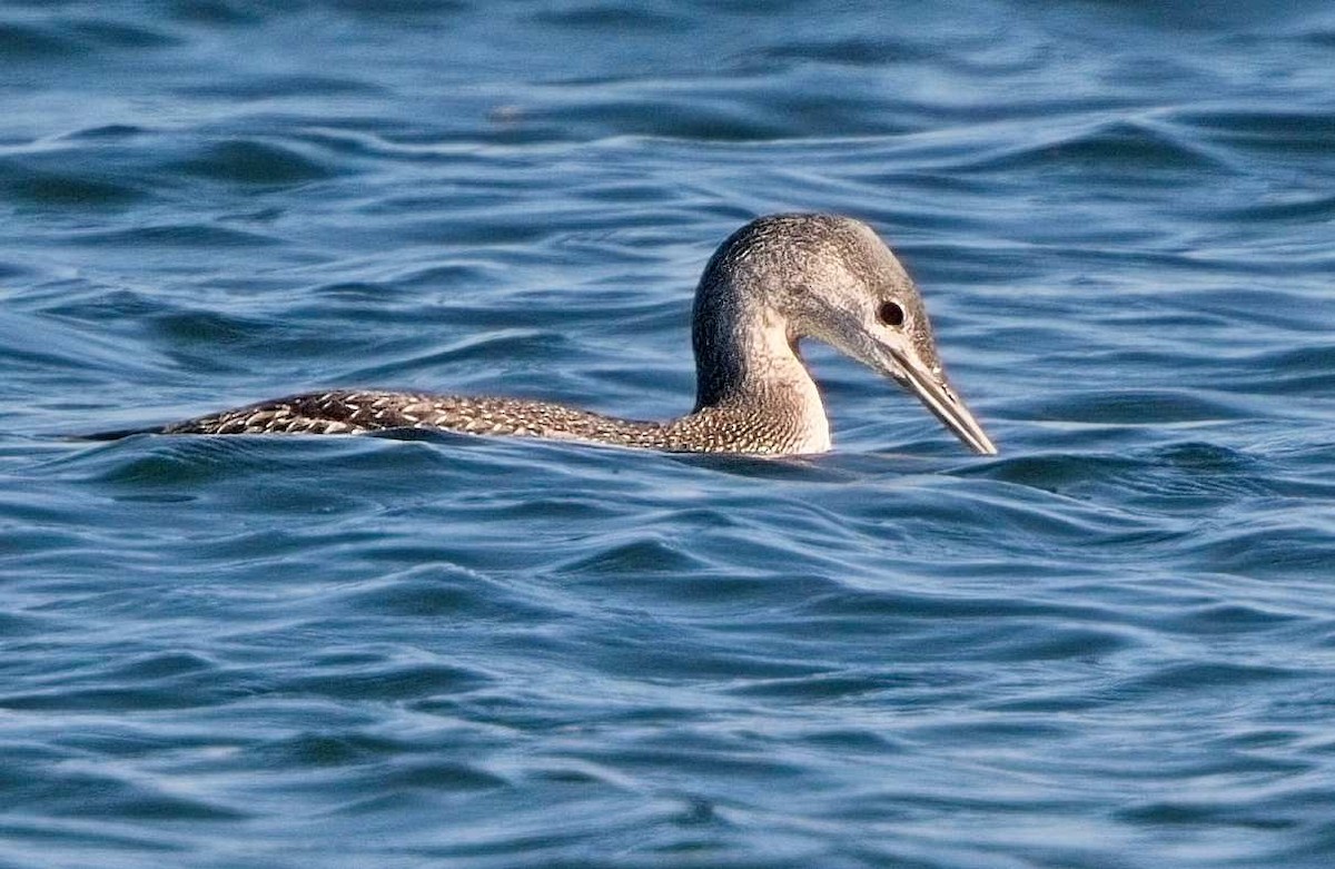 Red-throated Loon - ML645554259