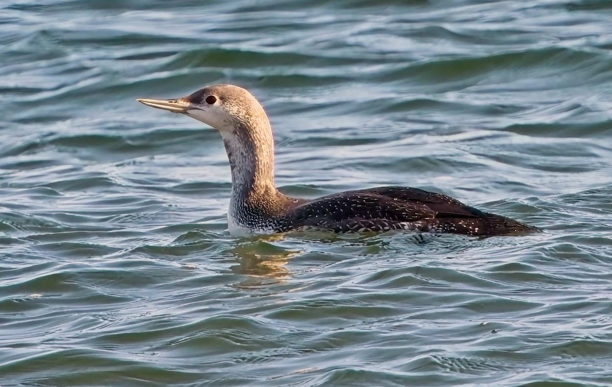 Red-throated Loon - ML645554260