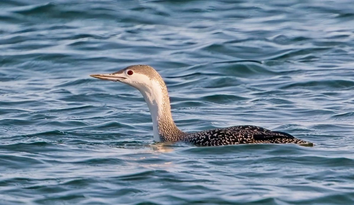 Red-throated Loon - ML645554261