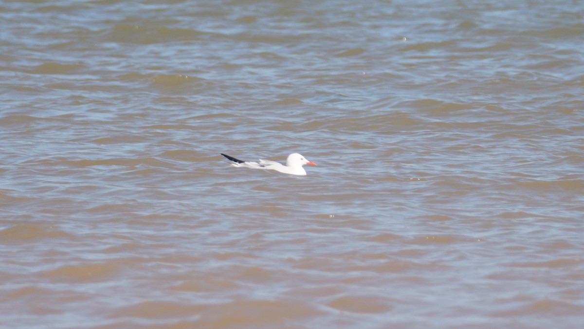Slender-billed Gull - ML645554281