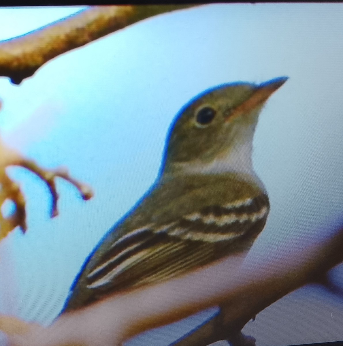 Small-billed Elaenia - ML645554287