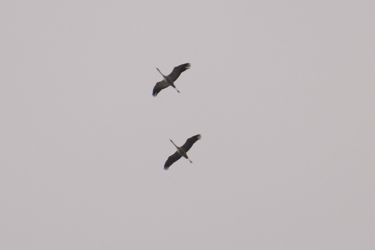 Common Crane - ML645554288