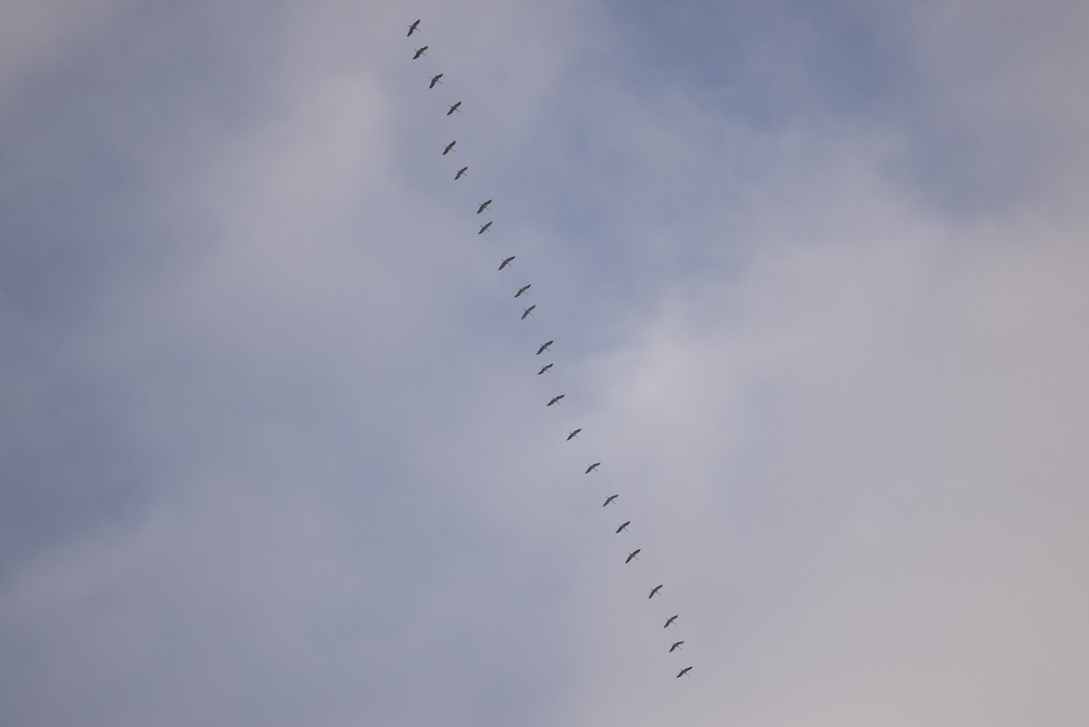 Common Crane - ML645554289