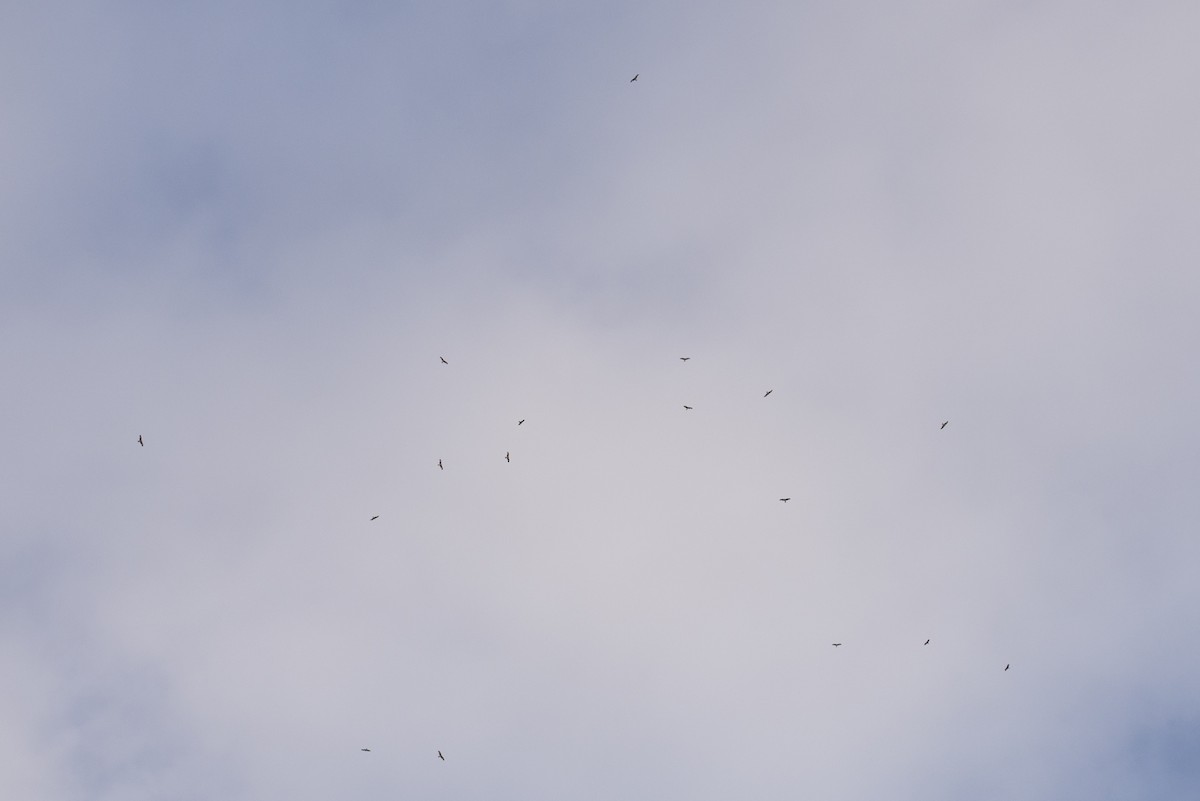 Red Kite - ML645554292