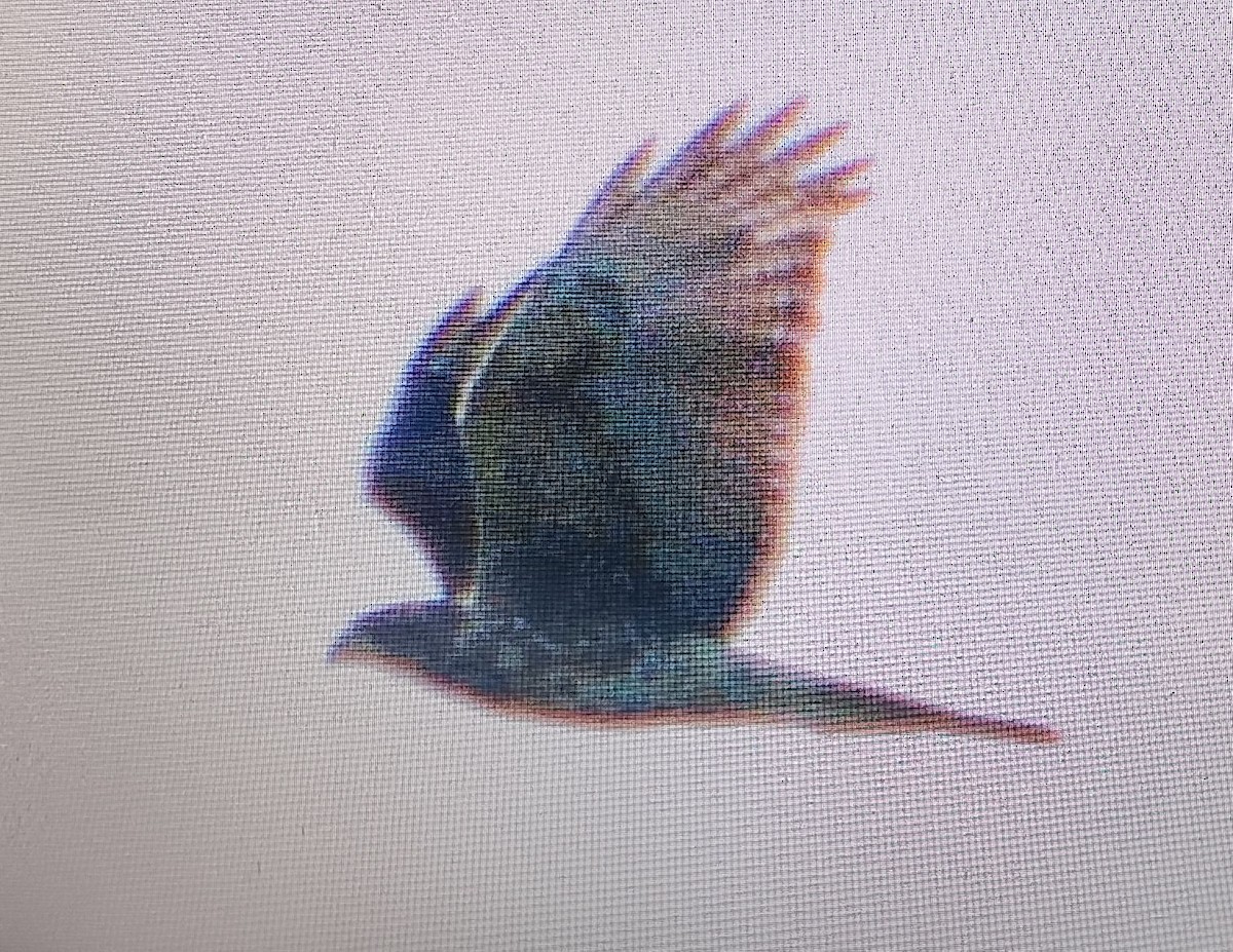 kaktusvåk - ML645554293