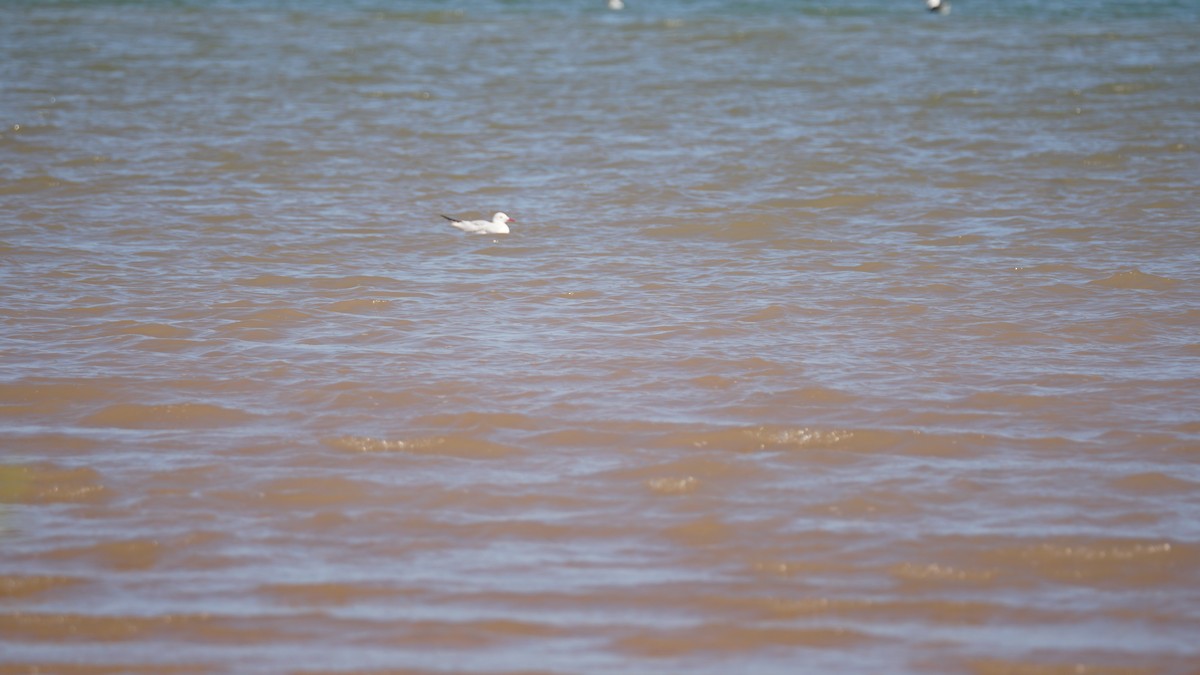 Slender-billed Gull - ML645554315