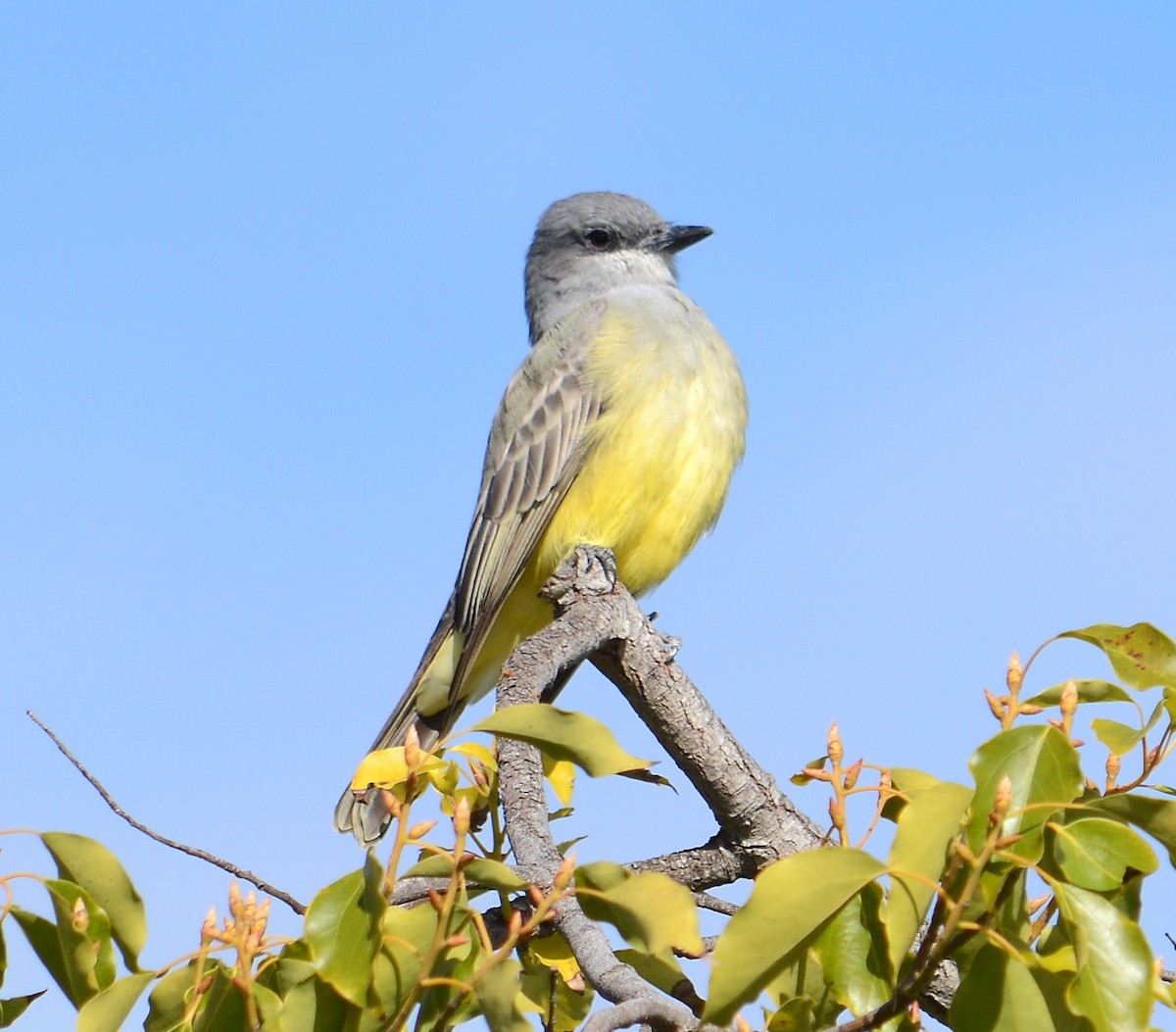 Cassin's Kingbird - ML645554319