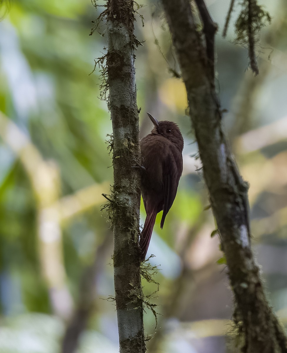 Plain-winged Woodcreeper - ML645554320