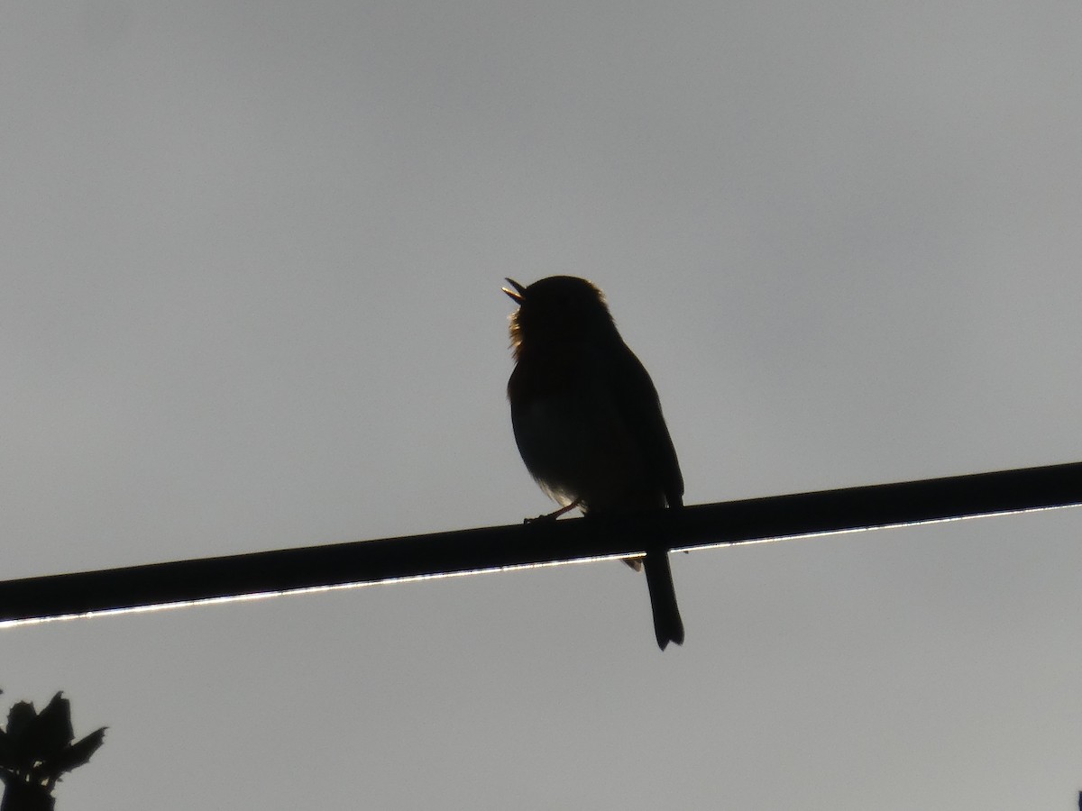 European Robin - ML645554323