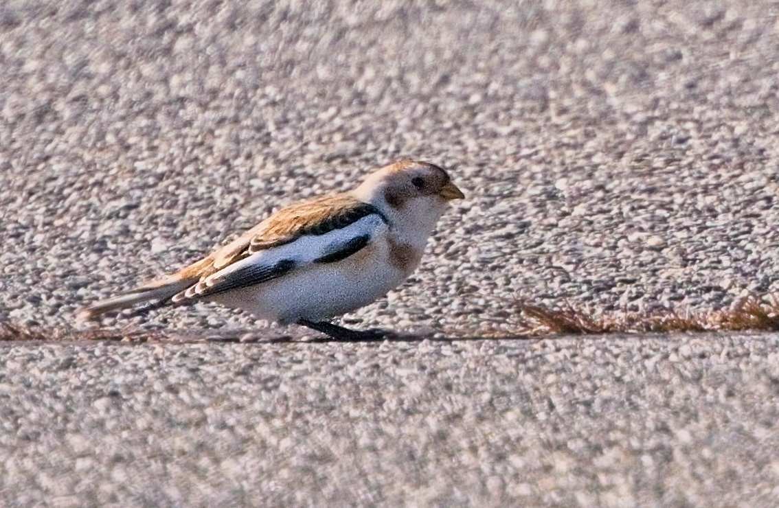 Snow Bunting - ML645554324