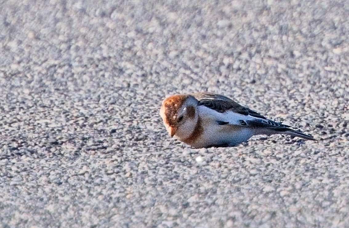 Snow Bunting - ML645554325