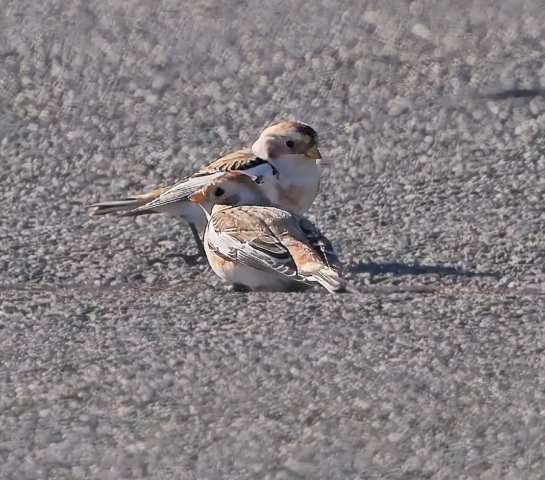 Snow Bunting - ML645554326