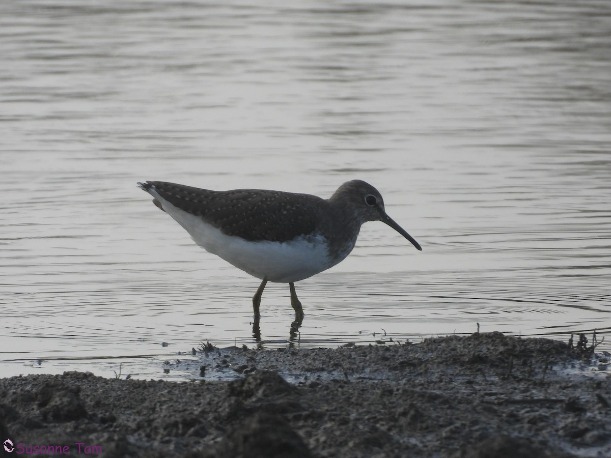 Green Sandpiper - ML645554336