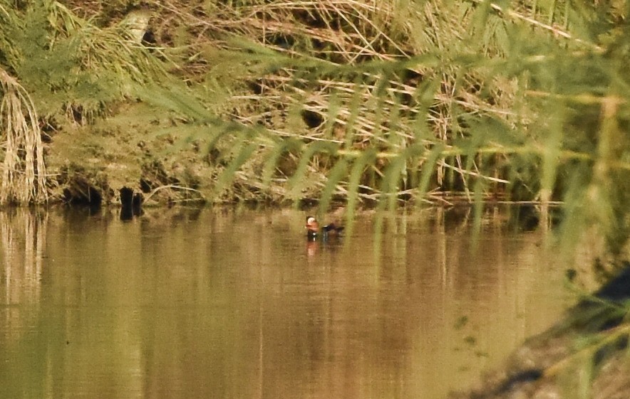 Mandarin Duck - ML645554347