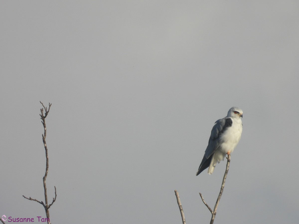 Black-winged Kite - ML645554365