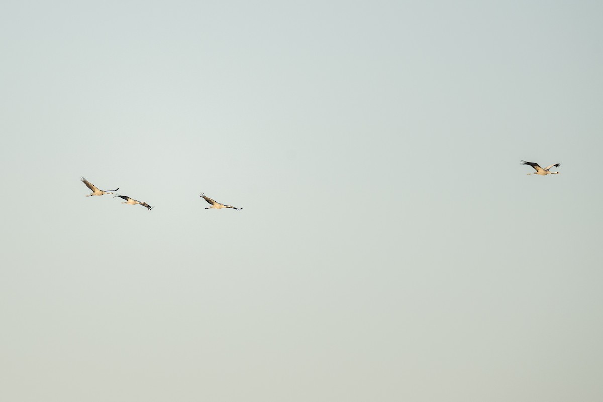 Common Crane - ML645554366