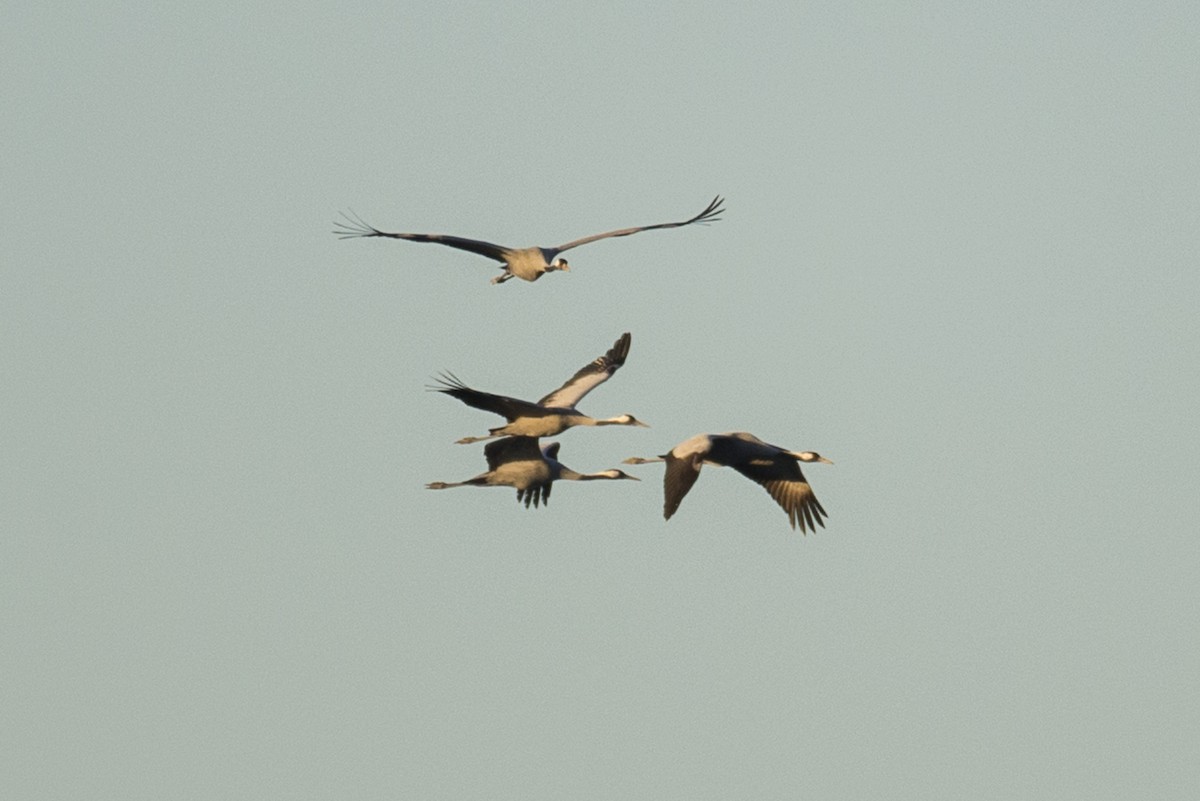 Common Crane - ML645554367