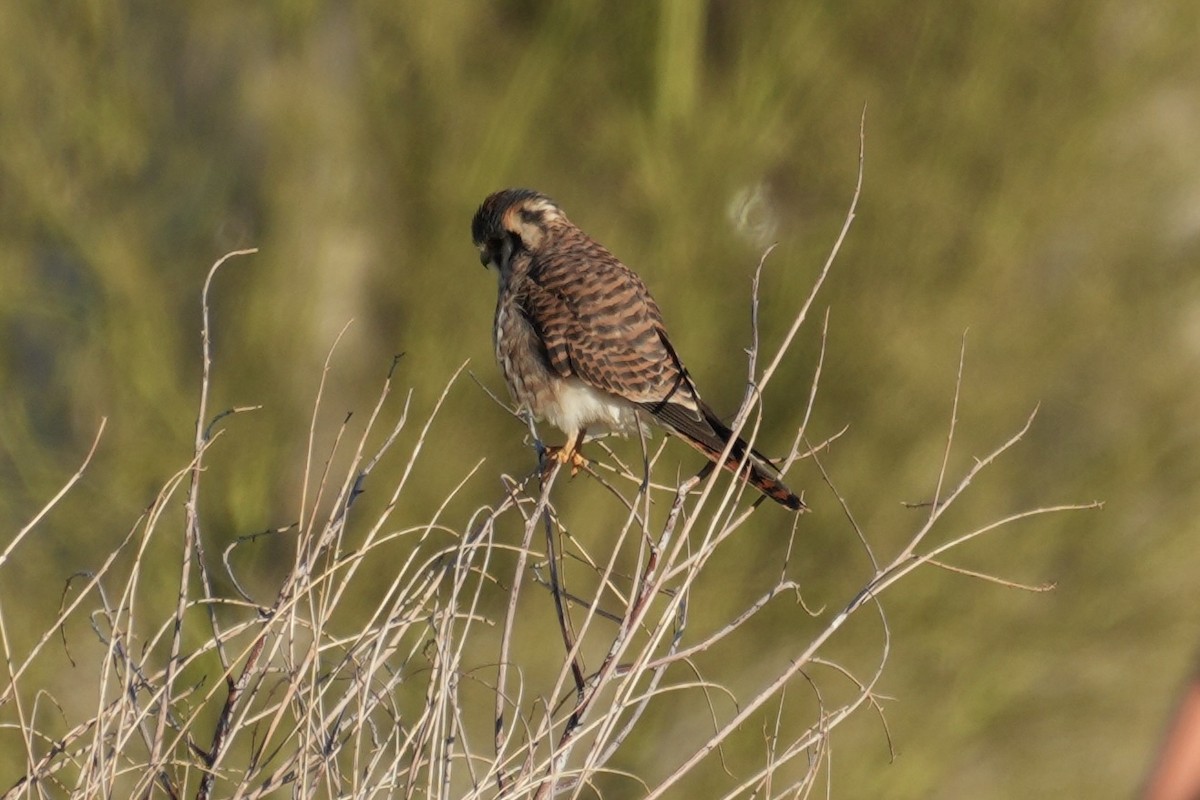 American Kestrel - ML645554370