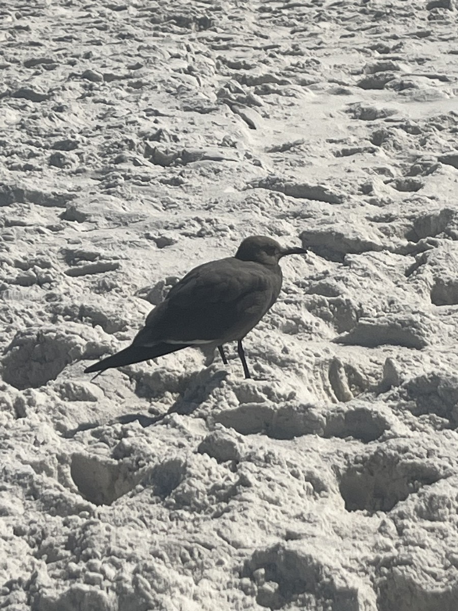 Kül Rengi Martı - ML645554375