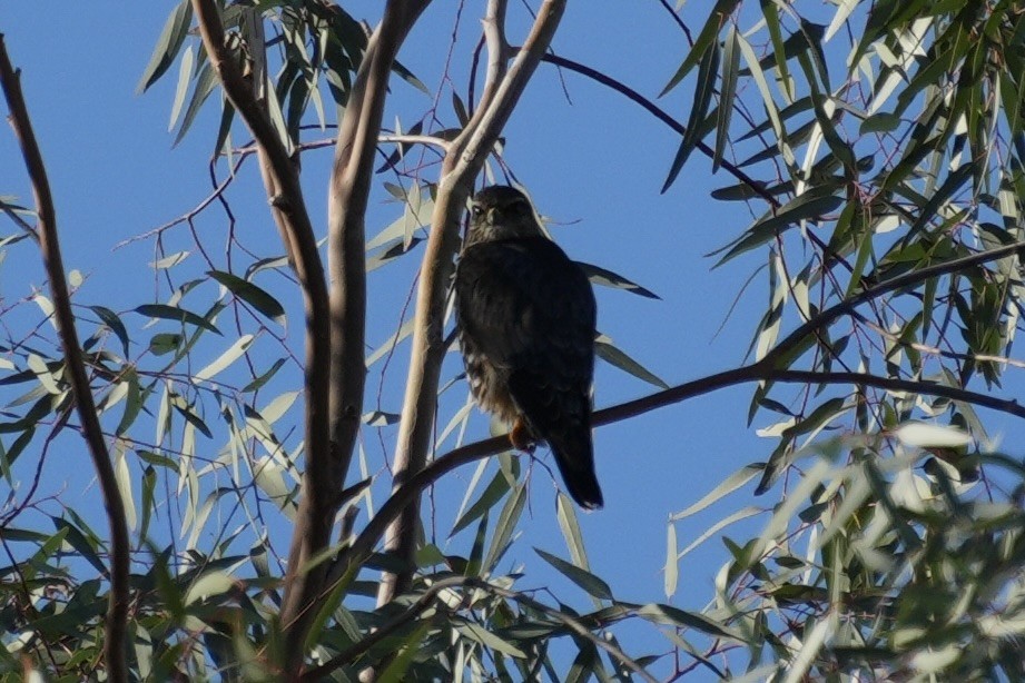 Merlin - ML645554376