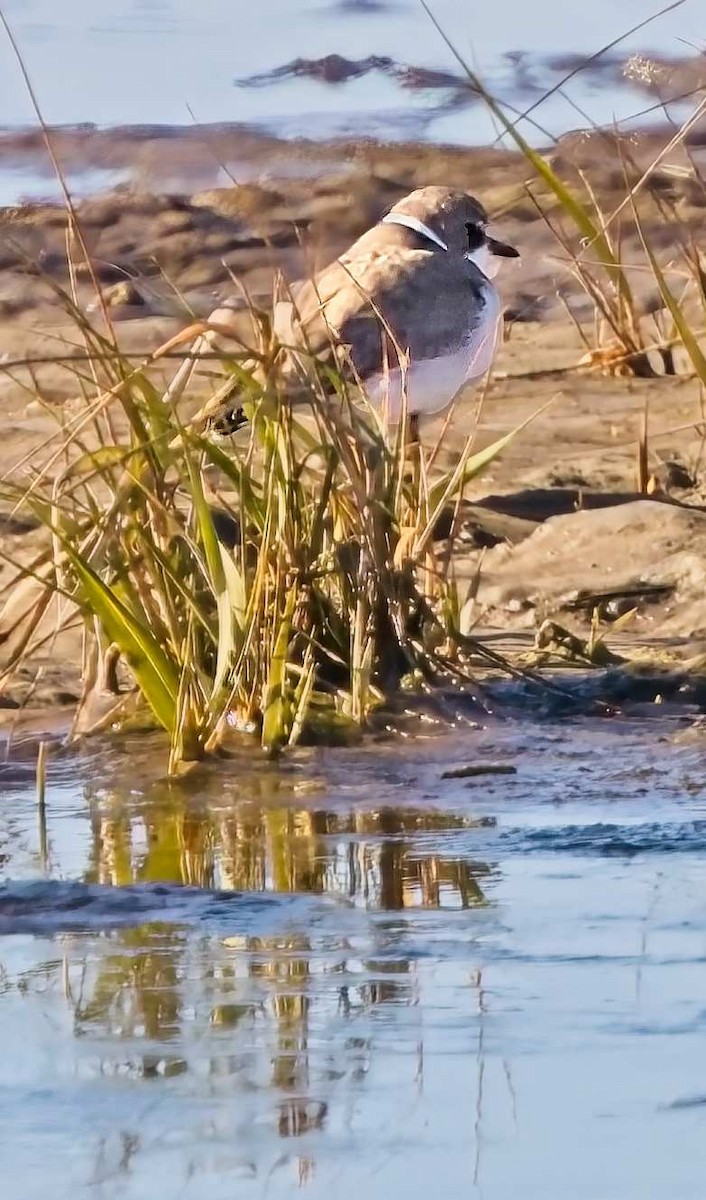 Semipalmated Plover - ML645554378