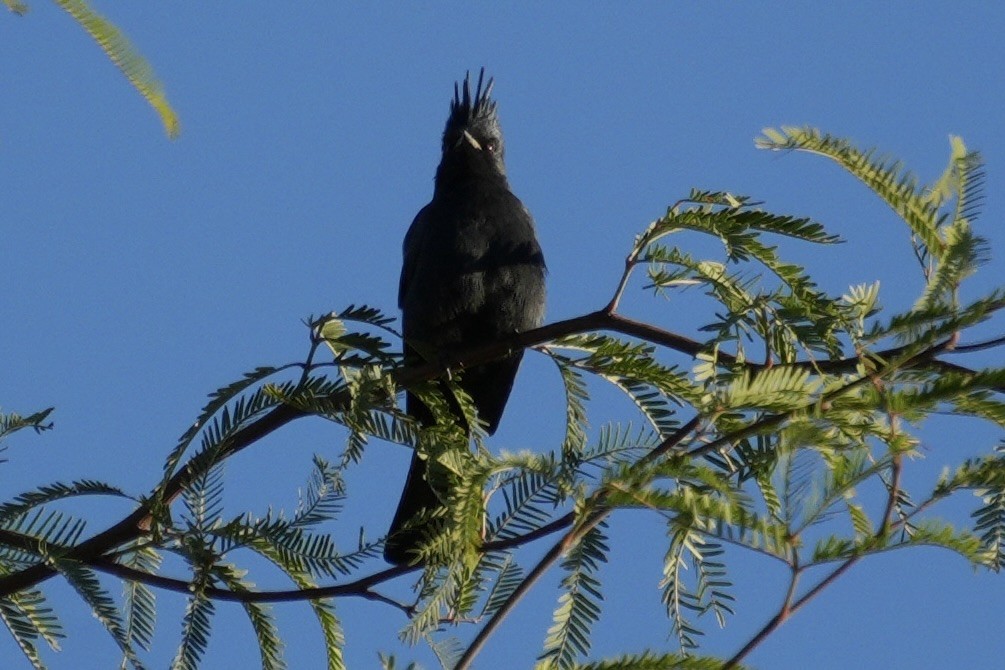 Phainopepla - ML645554384