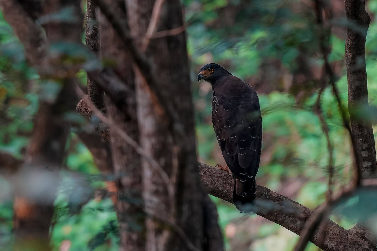 Хохлатый змееяд - ML645554390