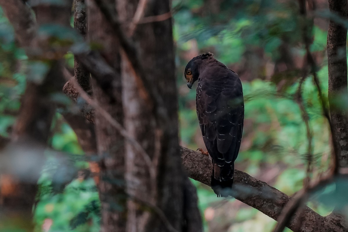 Хохлатый змееяд - ML645554391