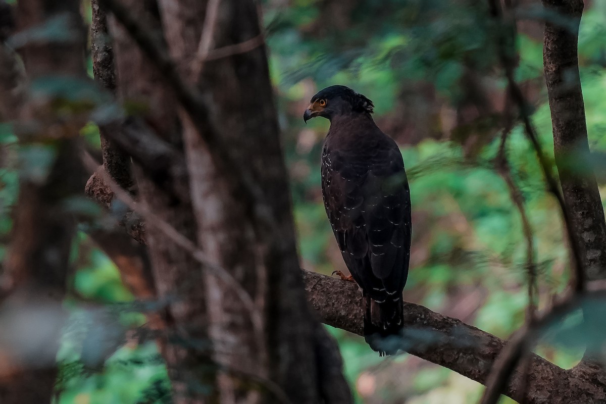 Хохлатый змееяд - ML645554392