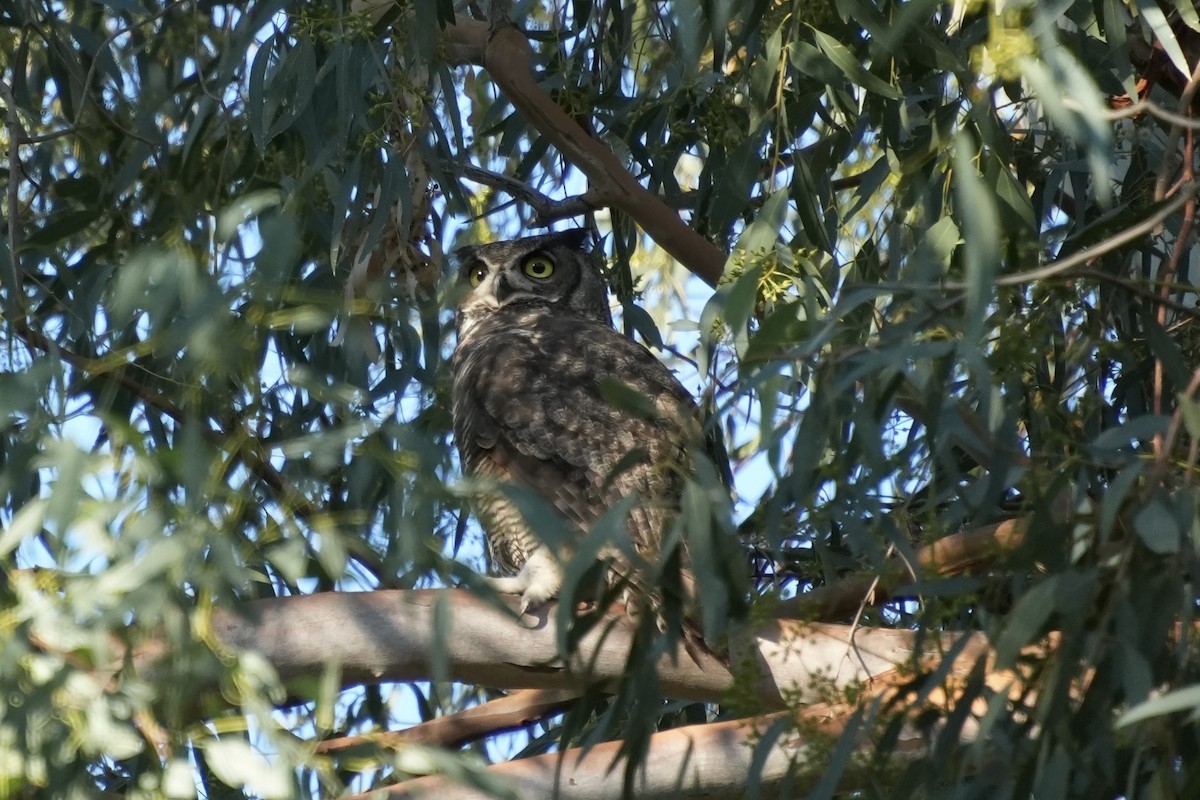 Great Horned Owl - ML645554398