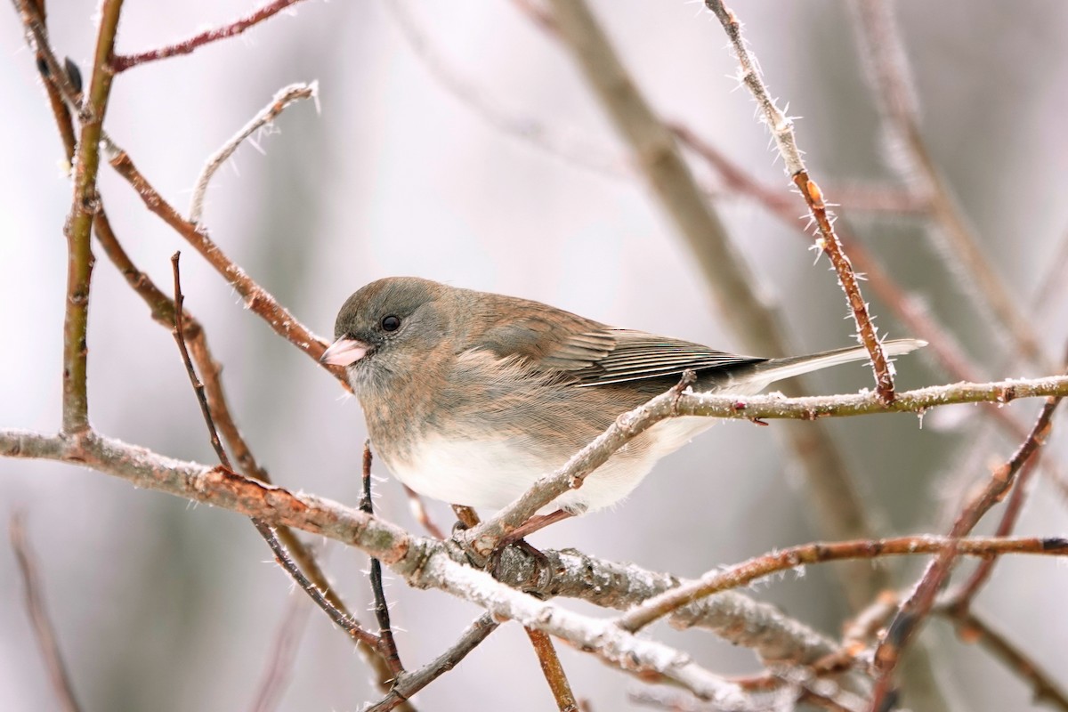 Dark-eyed Junco - ML645554399
