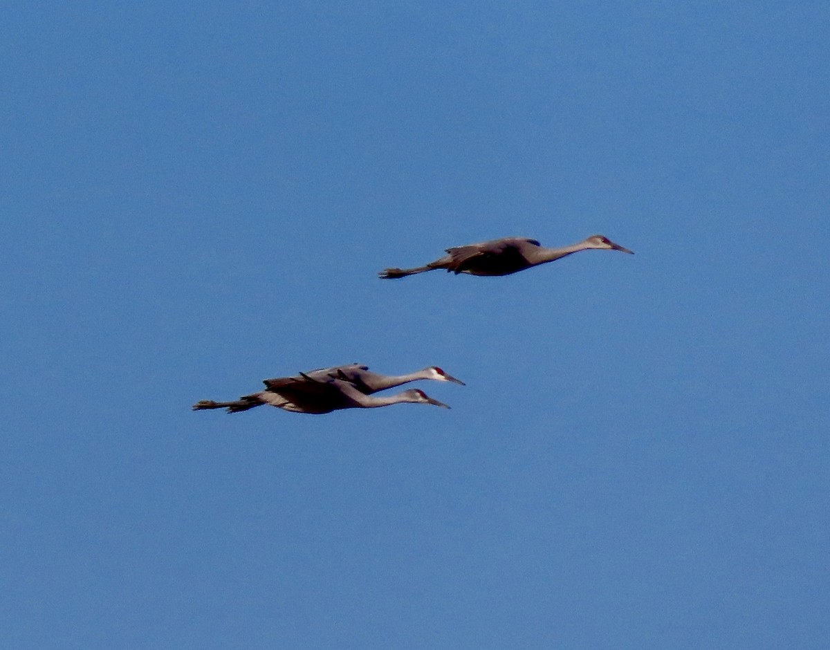 沙丘鶴 - ML645554407