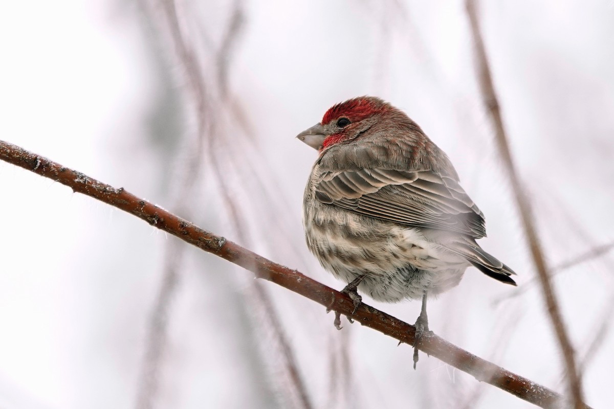 House Finch - ML645554410