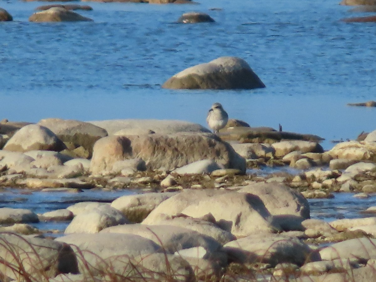 灰斑鴴 - ML645554414