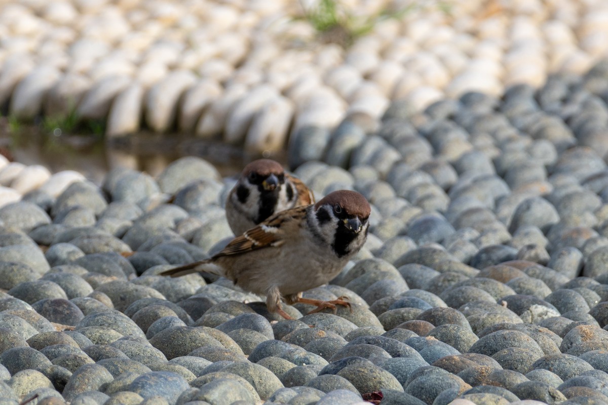 Gorrión Molinero - ML645554416