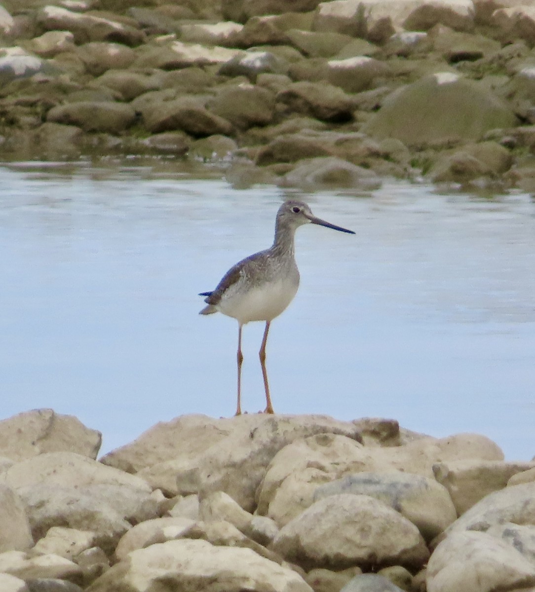 Greater Yellowlegs - ML645554420