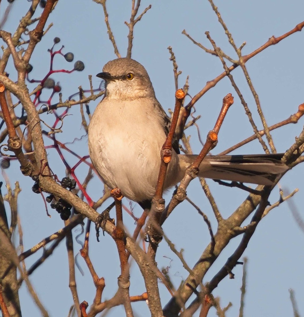 Northern Mockingbird - ML645554426
