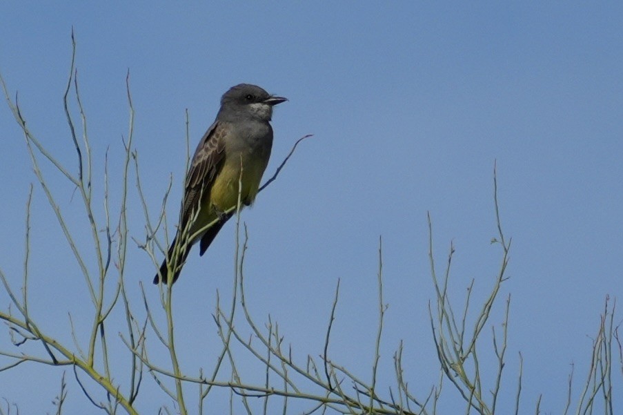 Cassin's Kingbird - ML645554436