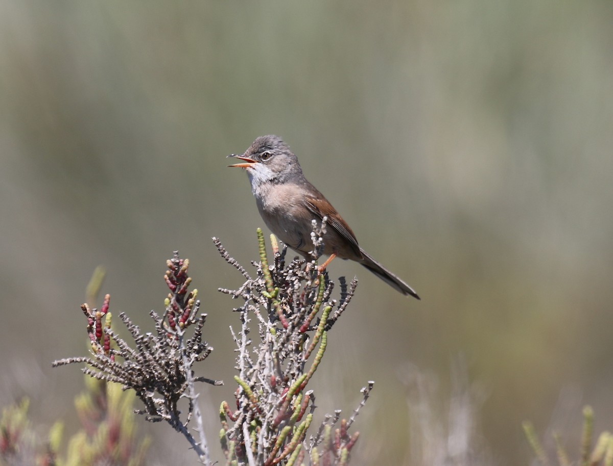 pěnice brýlatá - ML645554447