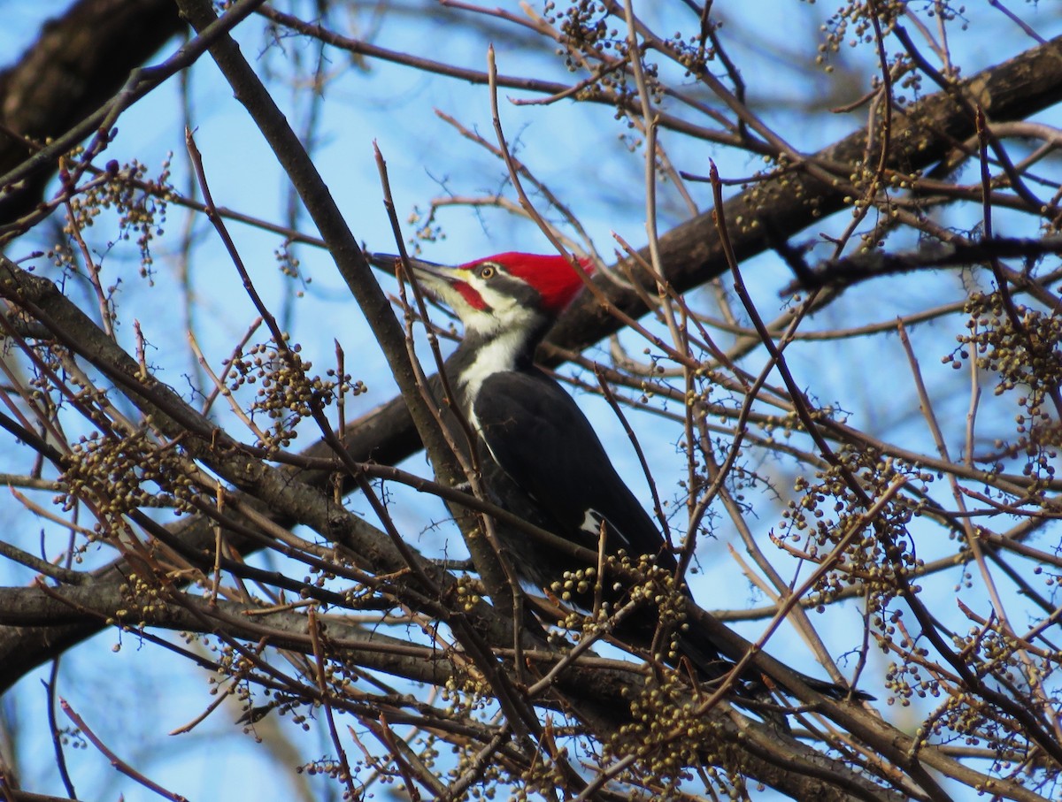 datel chocholatý - ML645554457