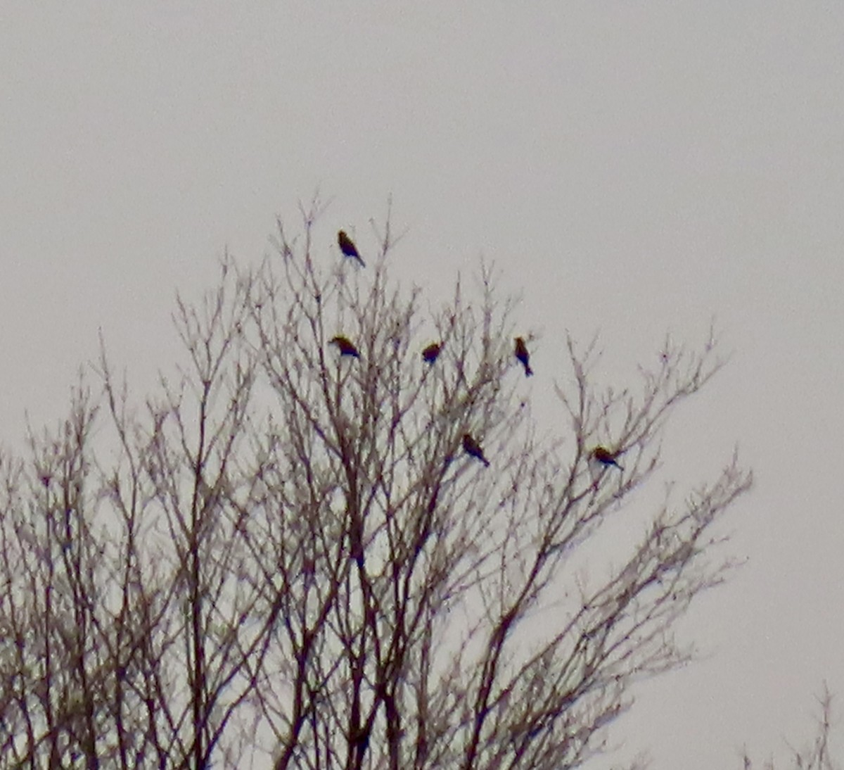 Pine Grosbeak - ML645554459