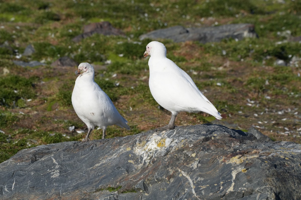 Snowy Sheathbill - ML645554462
