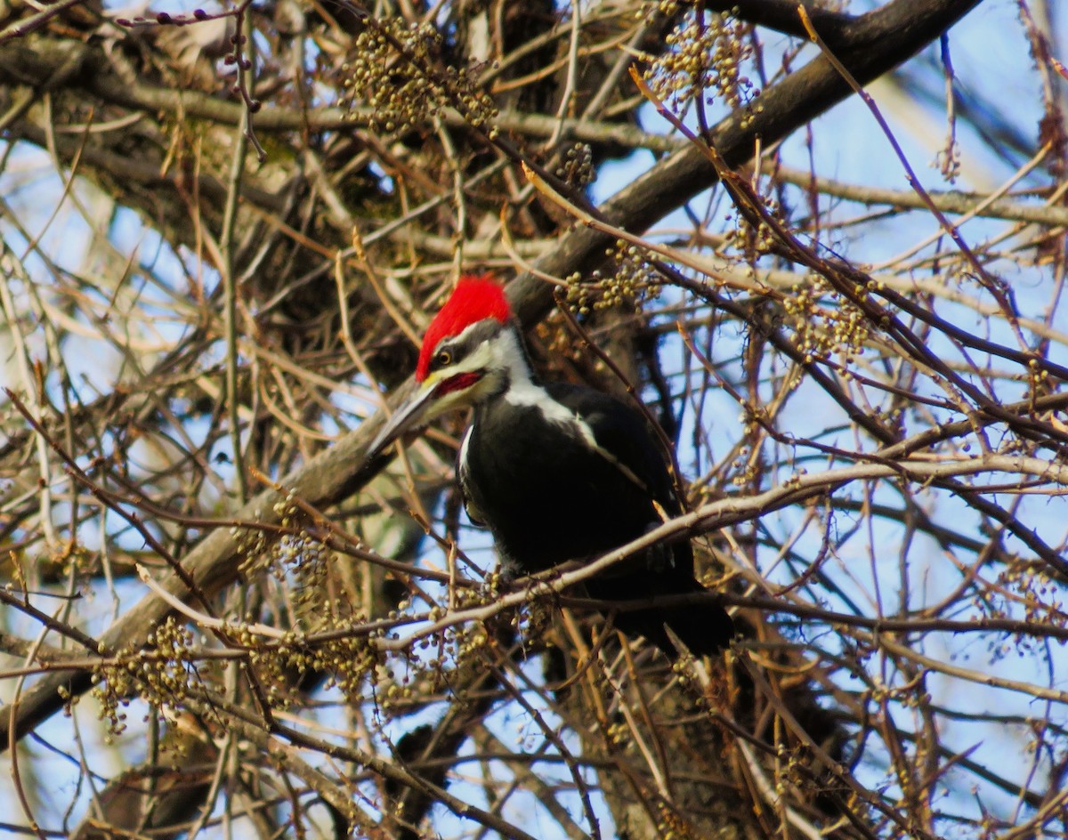 datel chocholatý - ML645554463