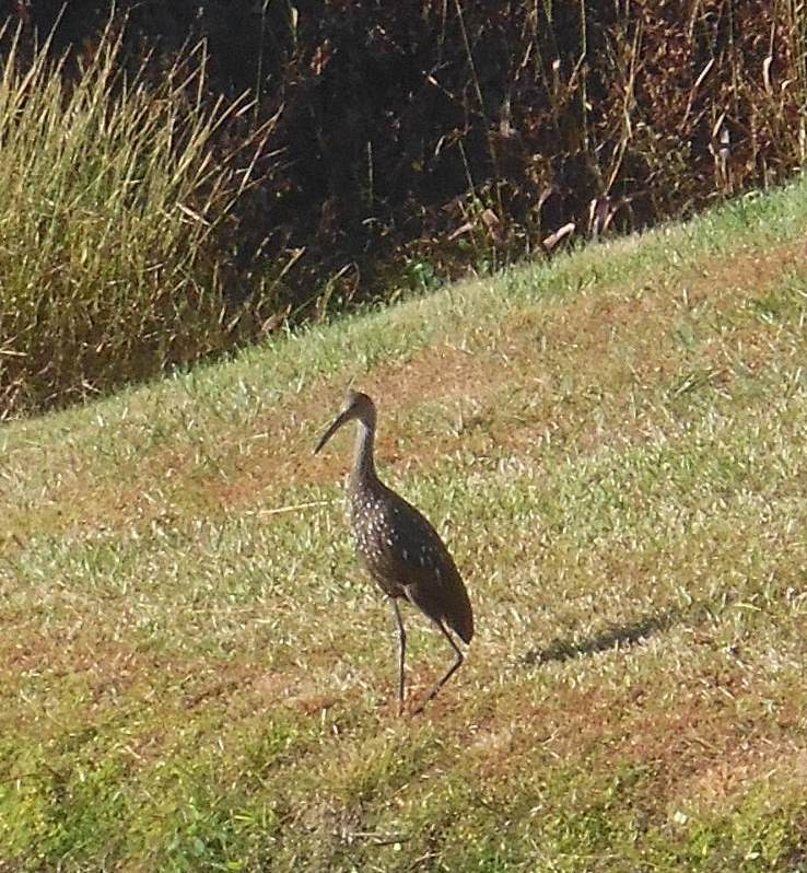 Limpkin - ML645554465