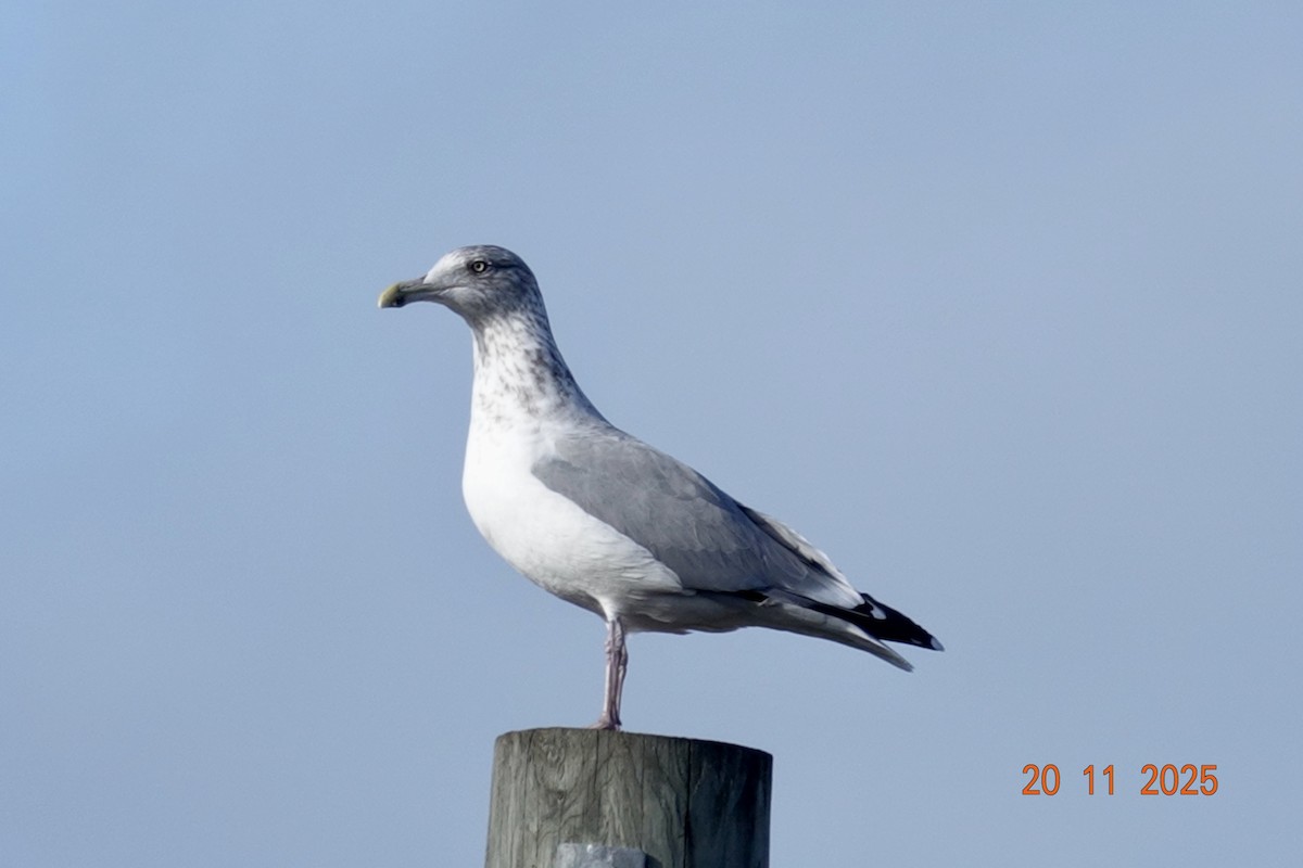 American Herring Gull - ML645554466