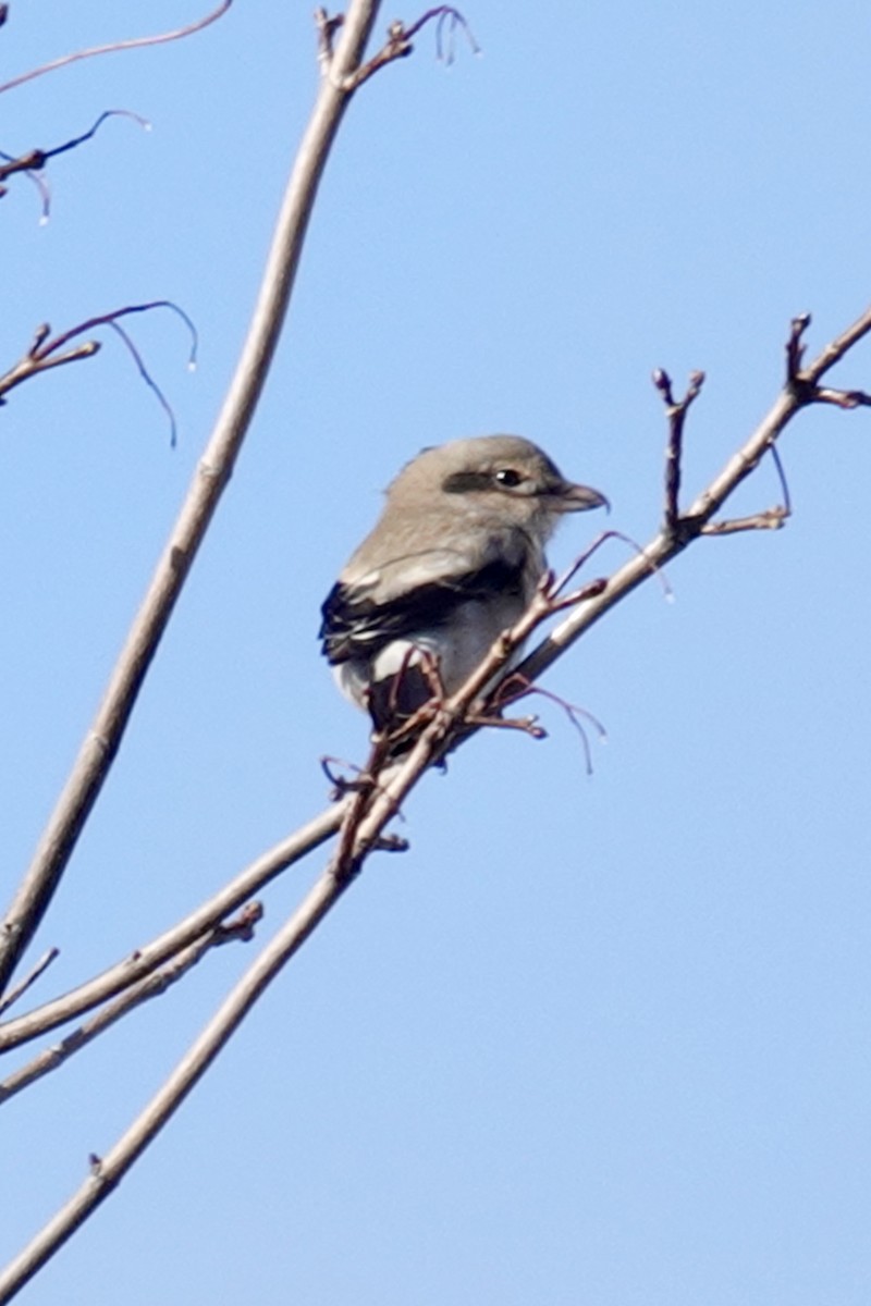 Northern Shrike - ML645554476