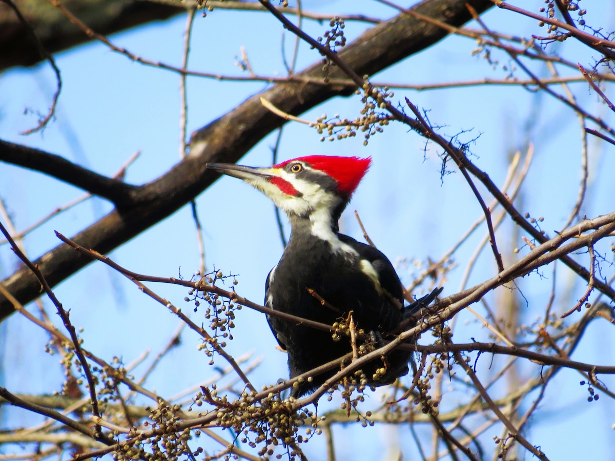 datel chocholatý - ML645554478