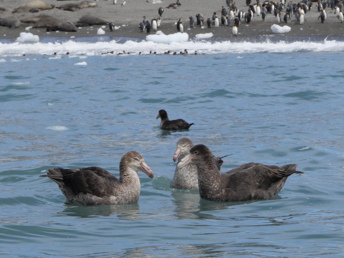 sørkjempepetrell - ML645554480