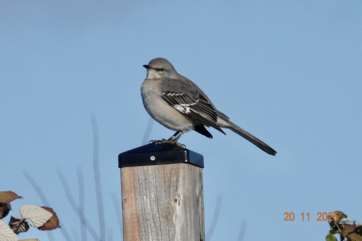 Northern Mockingbird - ML645554481