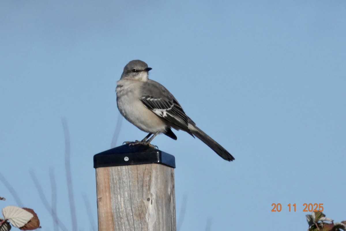 Northern Mockingbird - ML645554482